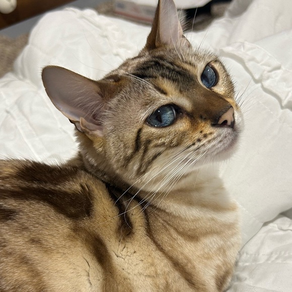 π«Άπ» - Picture 1 of 1